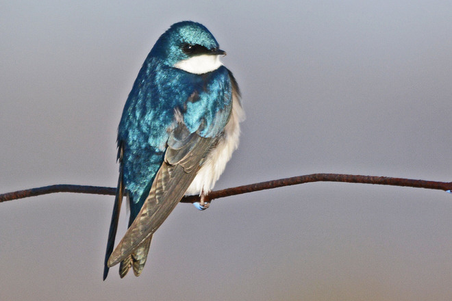 Tree Swallow Kitchener, Ontario Canada