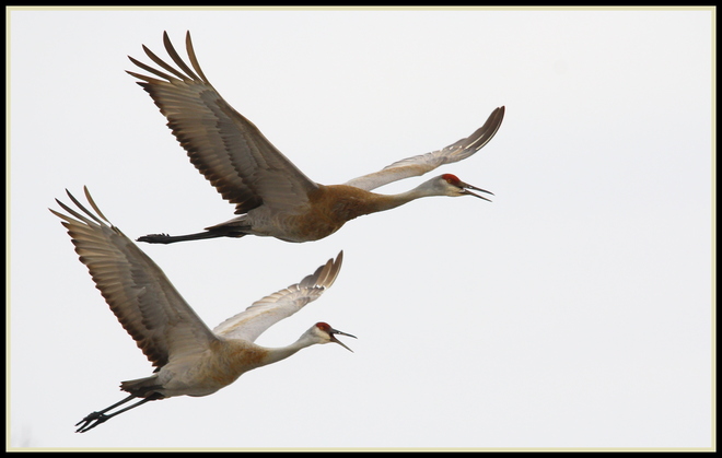 Sandhill Cranes Fergus, Ontario Canada