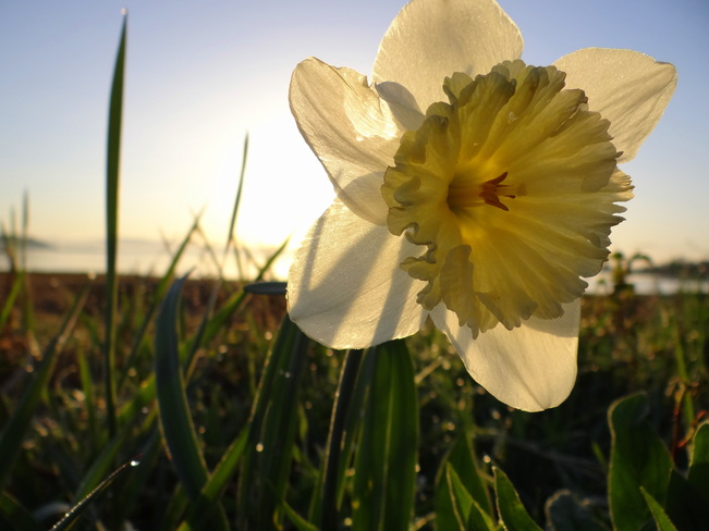 Morning daffodil Royston, British Columbia Canada