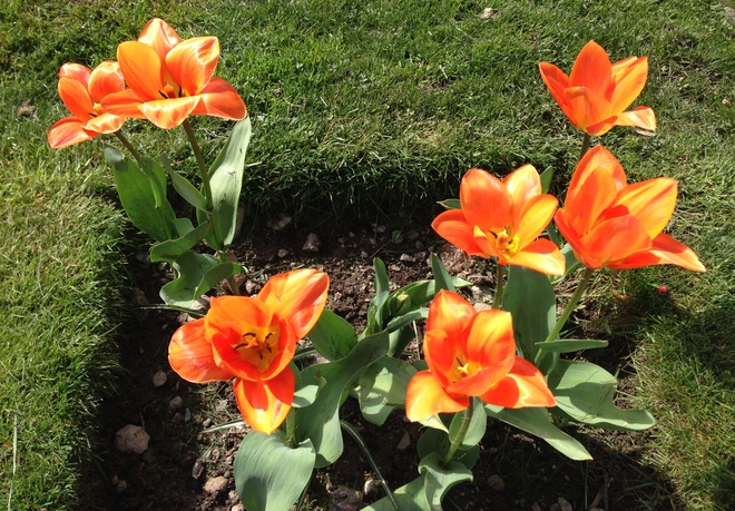 Bright orange tulips Vancouver, British Columbia Canada