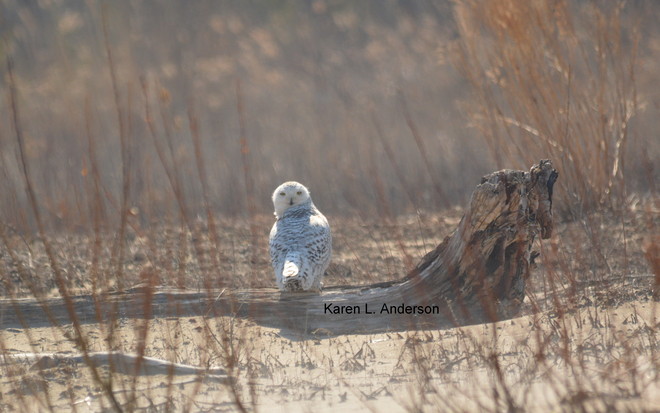 Lingering Snowy Owl Brighton, Ontario Canada