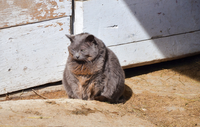 Barn Cat = Fat Cat 