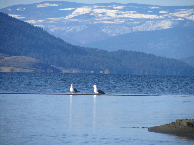 Gulls Vernon, British Columbia Canada