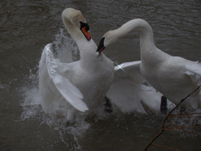 Swan fight Whitby, Ontario Canada