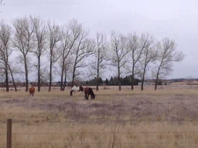 Horses enjoying warmer weather. Desert Blume, Alberta Canada