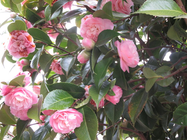 camellia Surrey, British Columbia Canada
