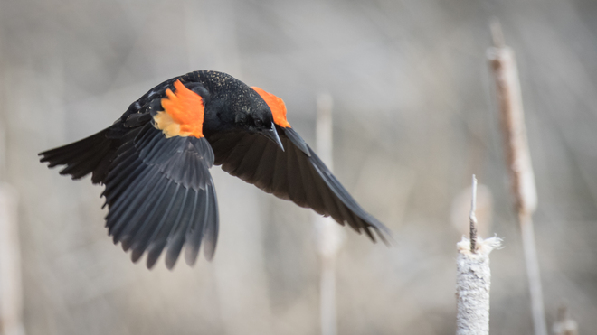 Blackbird Grand Forks, British Columbia Canada