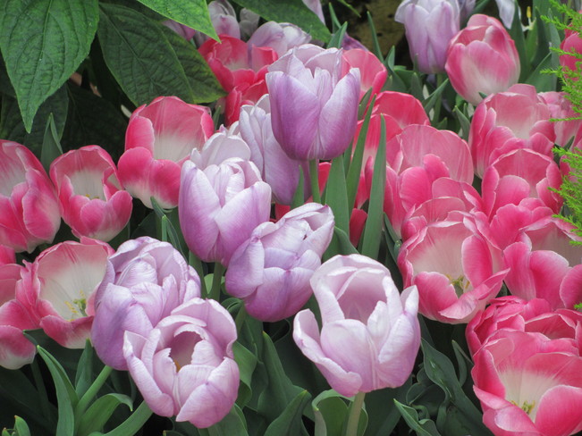 Spring tulips - Westmount green houses Westmount, Quebec Canada