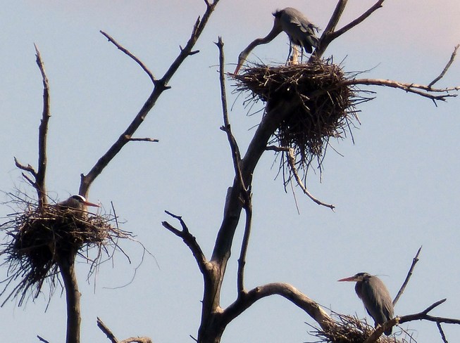 3 Great Blue Heron nests! Ottawa, Ontario Canada