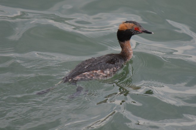 Male Horned Grebe! St. Catharines, Ontario Canada