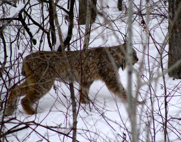 Lynx In Bush Temiskaming Shores, Ontario Canada