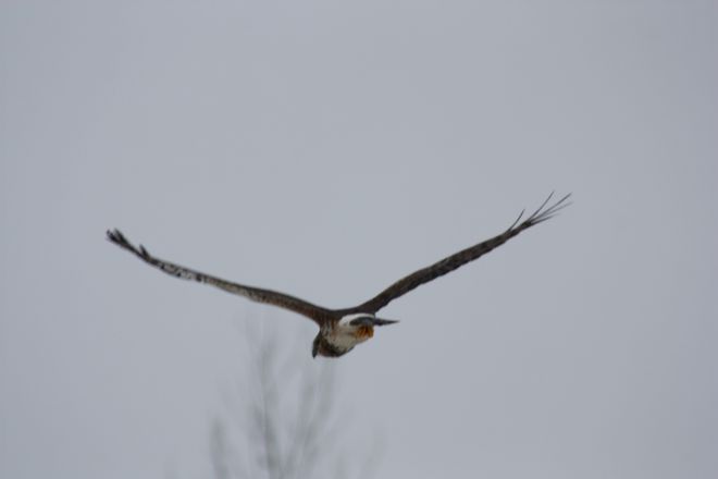 Hawks Are Back! Temiskaming Shores, Ontario Canada
