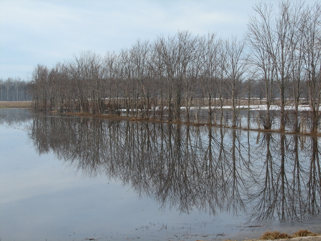 Perfect reflection in flooded field Listowel, Ontario Canada