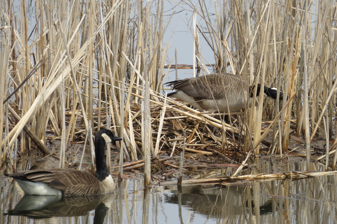 Geese Whitby, Ontario Canada