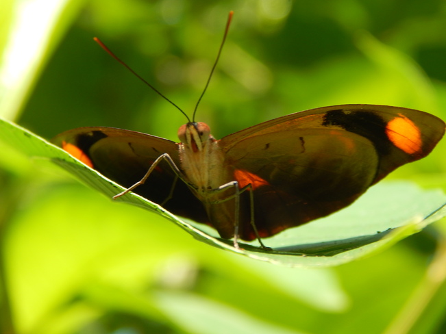 Butterfly from underneath San José, San José Costa Rica