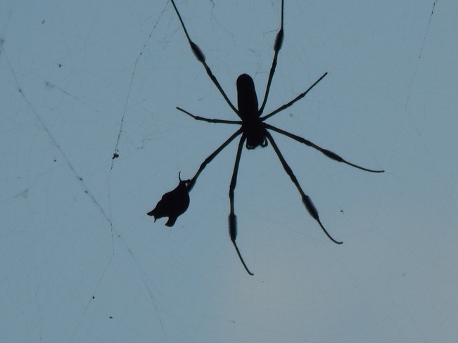Spider silhouette 