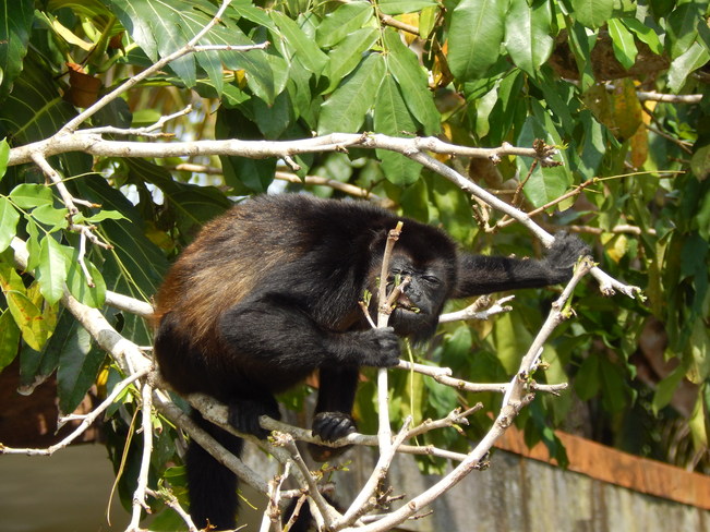 Lunch Time for the howler monkeys 