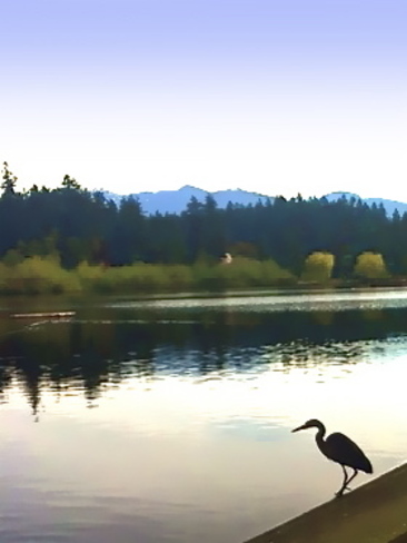 Heron in Lost Lagoon Vancouver, British Columbia Canada