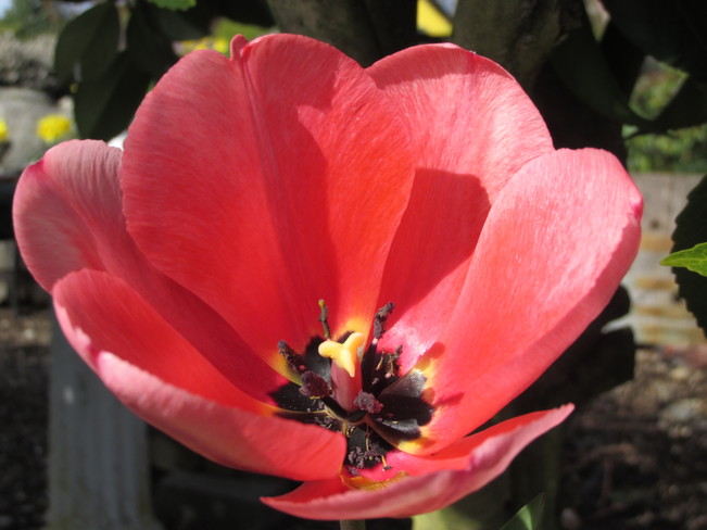 tulip inards Surrey, British Columbia Canada