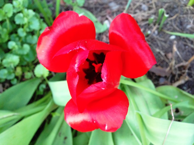 The other side of red tulip Vancouver, British Columbia Canada