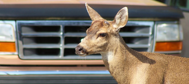 Origin Of "Deer In The Headlights Look" Seen In Parking Lot Campbell River, British Columbia Canada