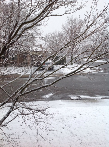 Snow on Japanes Maple Tree Hamilton, Ontario Canada