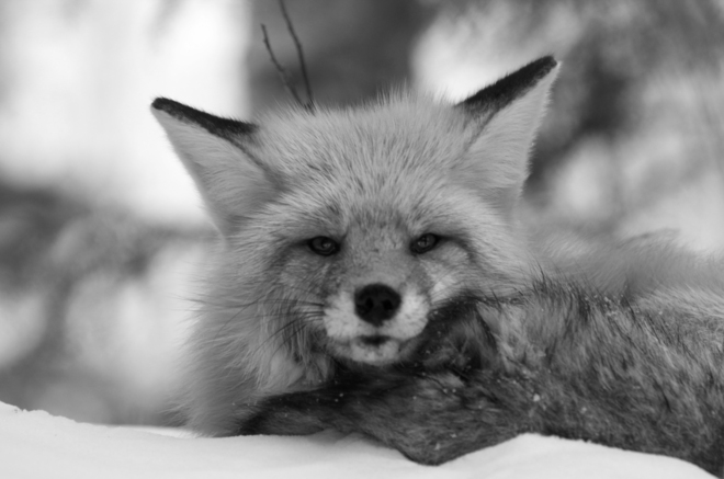 Fuzzy Fox Waskesiu Lake, Saskatchewan Canada