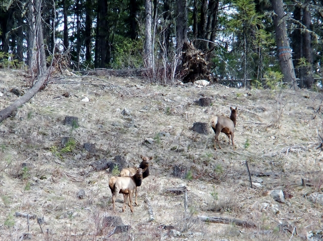 elk on the hill Fauquier, British Columbia Canada