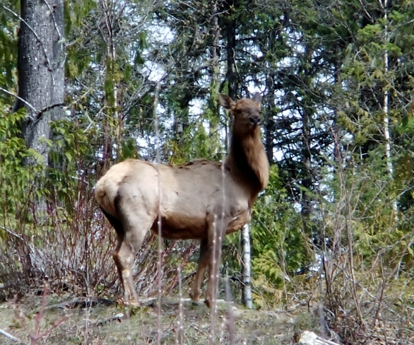 forest elk Fauquier, British Columbia Canada