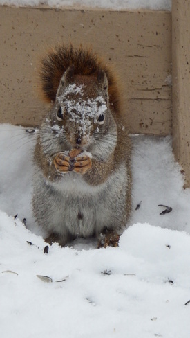 Squirrel Corbeil, Ontario Canada
