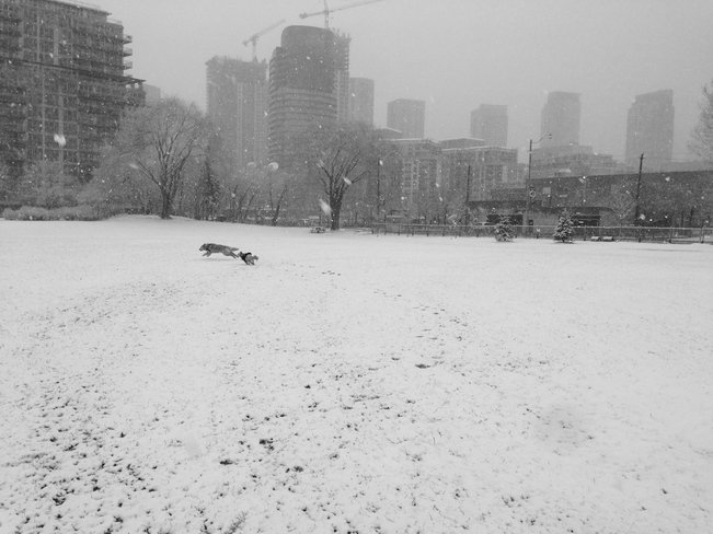dogs don't mind April snow Toronto, Ontario Canada