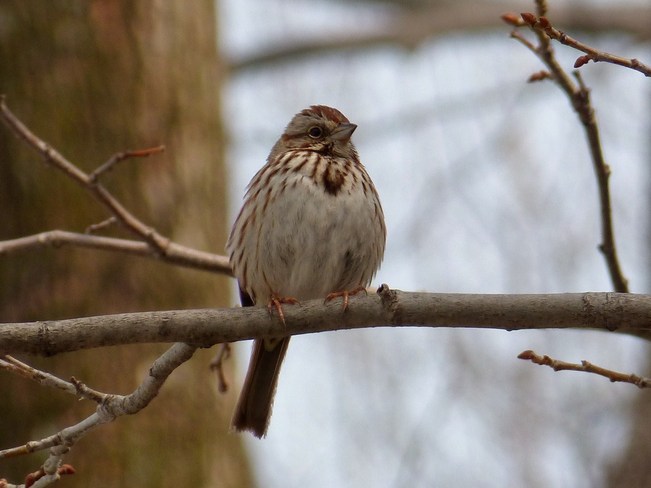 First Sparrow Ottawa, Ontario Canada
