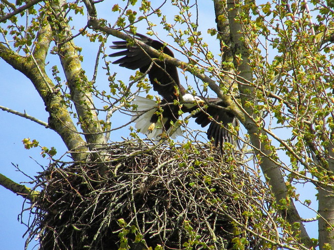 Nesting Bald Eagle Chilliwack, British Columbia Canada