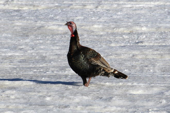 Wild Turkey St. Eustache, Manitoba Canada