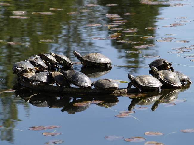 Turtles basking in Salish Park Chilliwack, British Columbia Canada