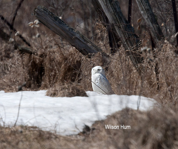 Snowy owl seeks out snow patch Ottawa, Ontario Canada