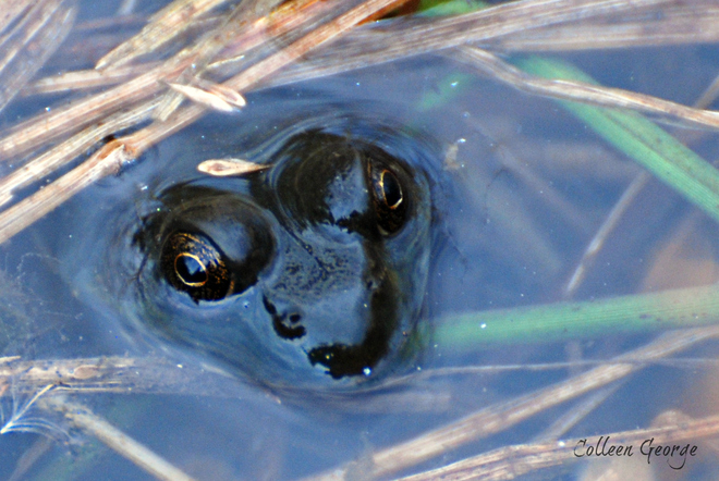 Frogs are Awake! Centreville, Nova Scotia Canada