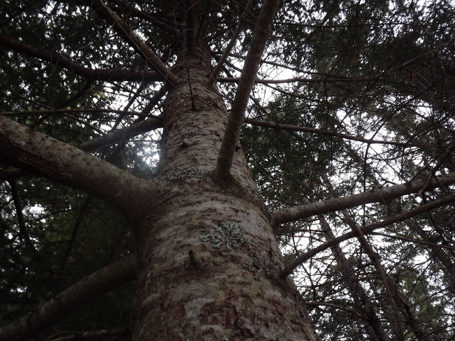 tree Hampton, New Brunswick Canada