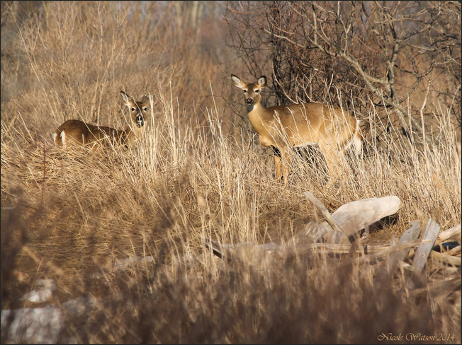 Deer Kingston, Ontario Canada