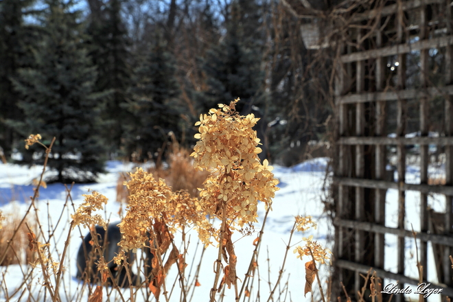 Winter Dried Winnipeg, Manitoba Canada