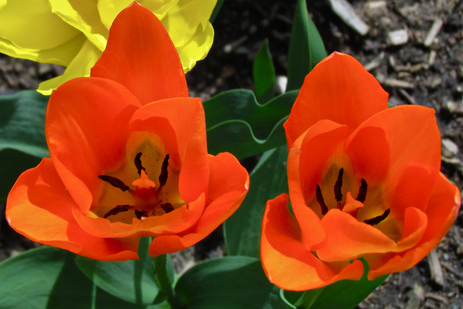varigated tulips Abbotsford, British Columbia Canada