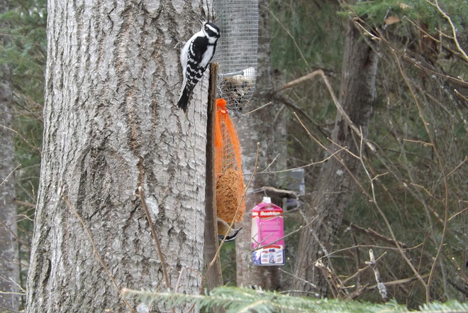 DOWNEY AND NUTHATCH EATING Thunder Bay, Ontario Canada