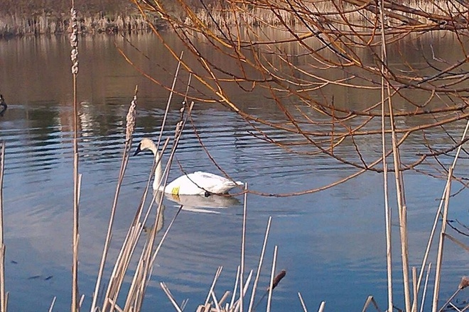 Spring is here! Swan comes out to play! Aurora, Ontario Canada