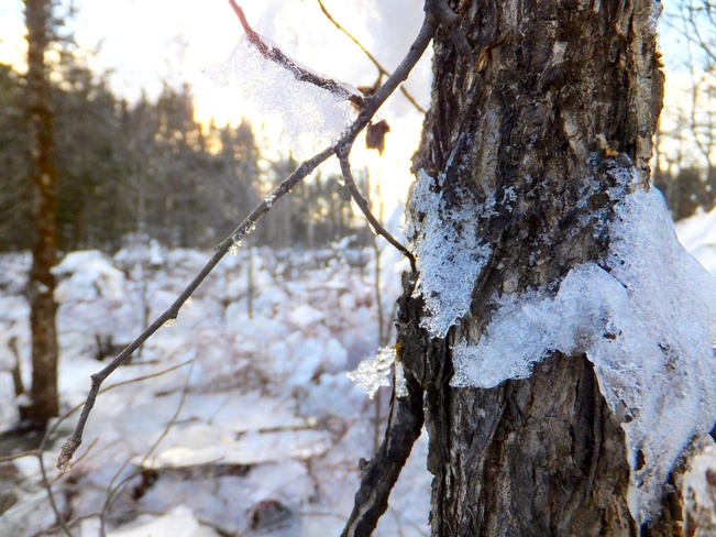 l'arbre de glace Stoneham, Québec Canada