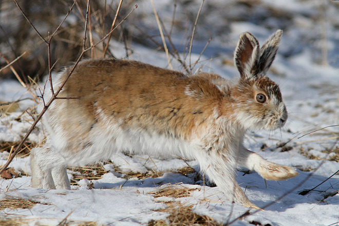 Well camouflaged hare Ottawa, Ontario Canada