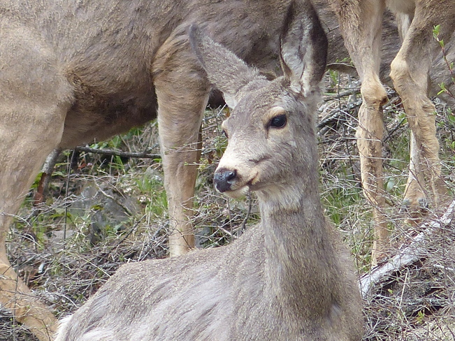 Mule deer Grand Forks, British Columbia Canada