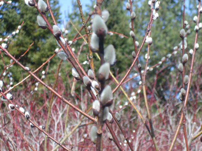 Spring pussy willows are here Northeastern Manitoulin and The Islands, Ontario Canada