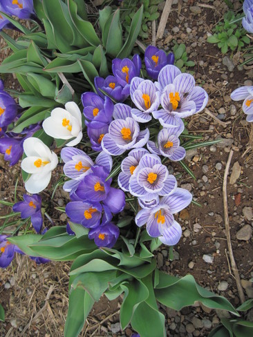 more spring flowers Berwick, Nova Scotia Canada