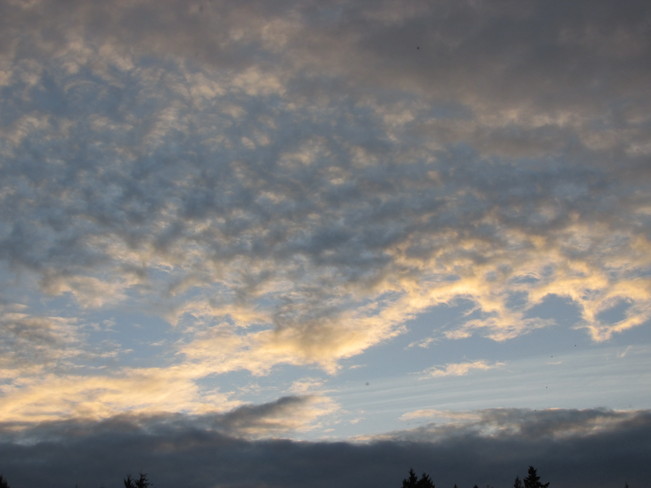 sky netting Surrey, British Columbia Canada