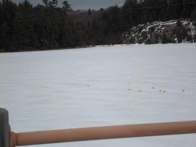 Poor Sea Gulls/back too early Elliot Lake, Ontario Canada